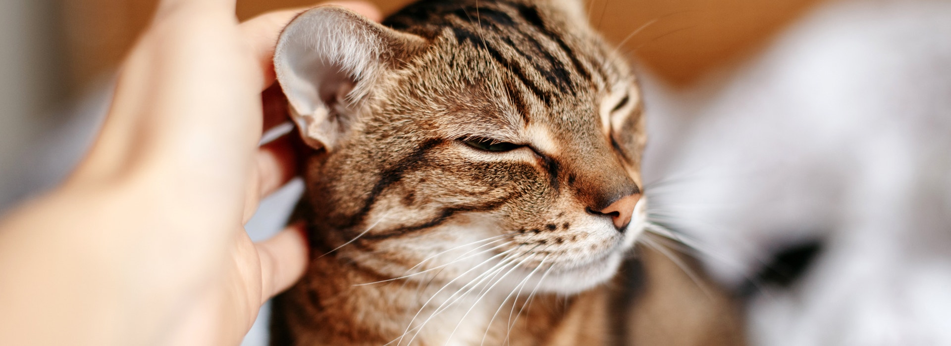 Nos conseils pour prendre soin de votre chat pendant les chaleurs d'été