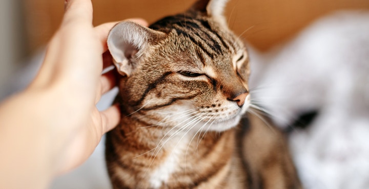 Nos conseils pour prendre soin de votre chat pendant les chaleurs d'été