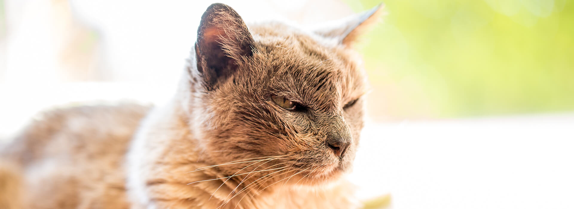 Un chat âgé au visage marqué est allongé sur un tapis, ayant un air pensif et calme.