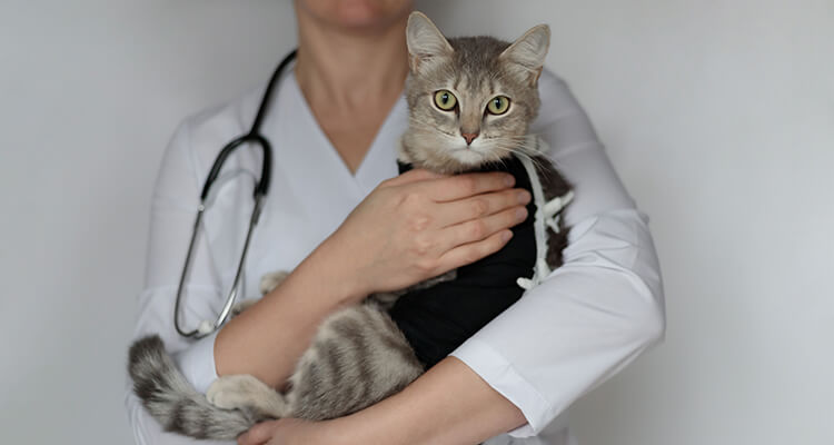 Un chat tigré gris tenu par un vétérinaire vêtu d'une blouse blanche, avec un stéthoscope autour du cou. 