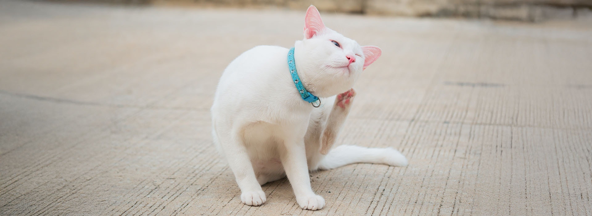 white cat scratching its ear