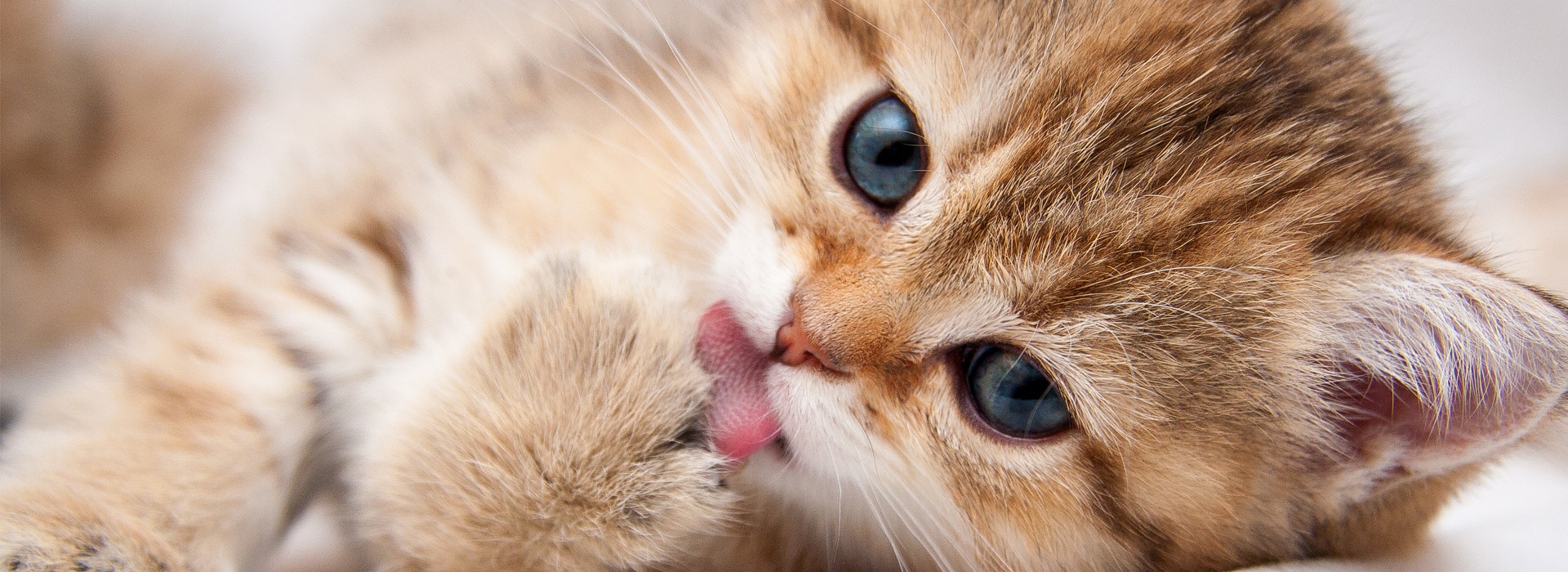 Mon chat se lèche beaucoup : causes, conséquences et solutions