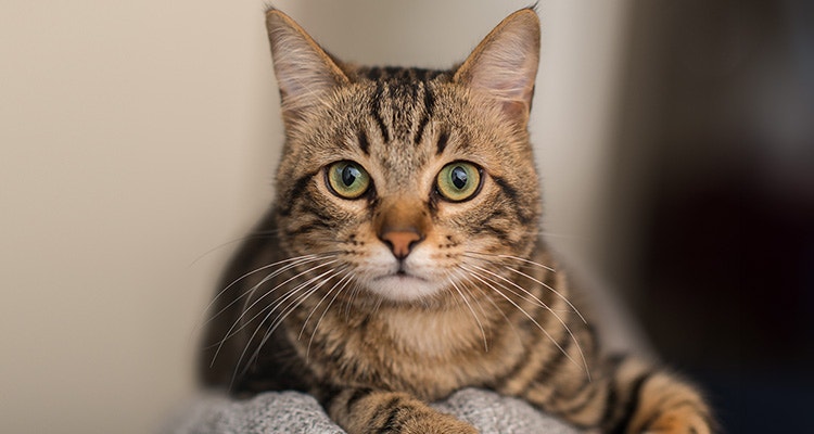 Comment savoir si mon chat est heureux ?