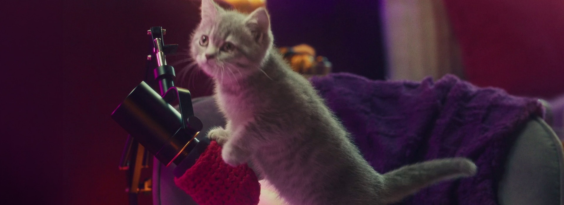 Les chatons ont-ils besoin d'une nourriture spéciale pour chatons ?