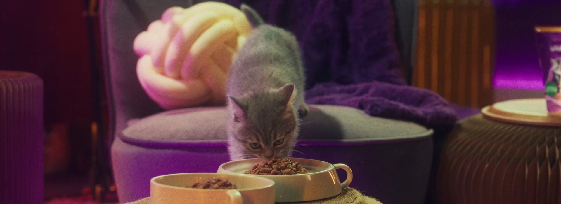 Le ronronnement du chat : Tout ce qu'il faut savoir