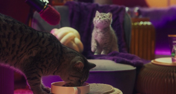 Nourrir un chaton - Une transition en douceur