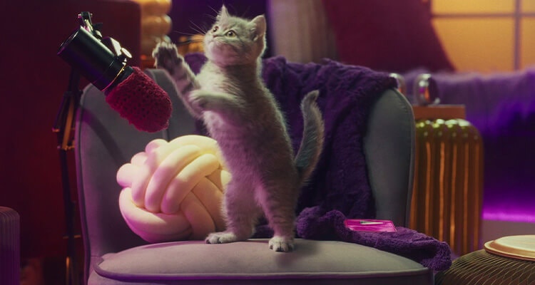 Chat qui miaule : Comprendre les raisons et significations