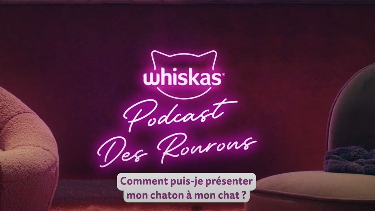 Comment présenter un nouveau chaton à son chat ?