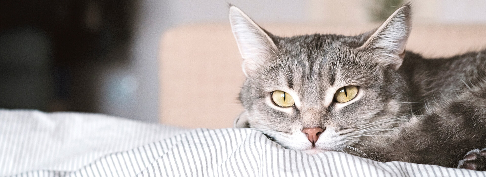 Comportement whiskas