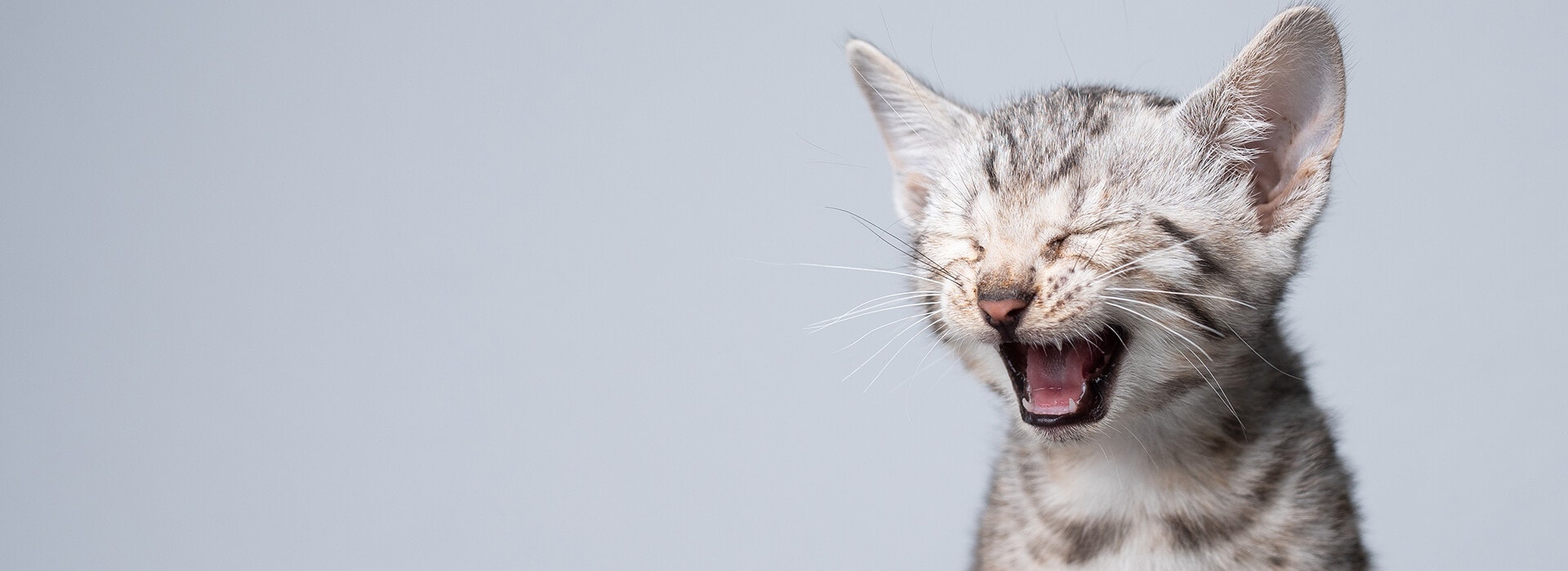 Le language des chatons