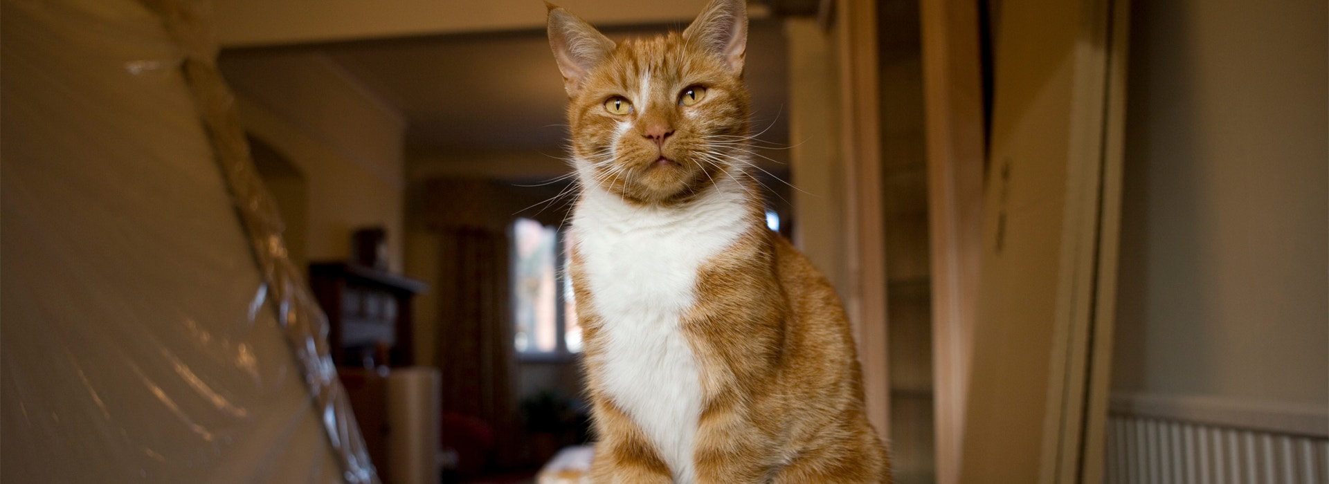 demenagements-travaux-bien-vivre-les-changements-de-vie-avec-votre-chat-ce-quil-faut-savoir.jpg