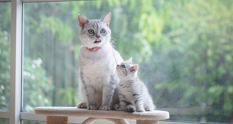 Un chat gris et un chaton assis sur un arbre à chat, le chaton regardant le chat. Ils sont à l'intérieur, devant une grande fenêtre montrant un feuillage vert à l'extérieur.
