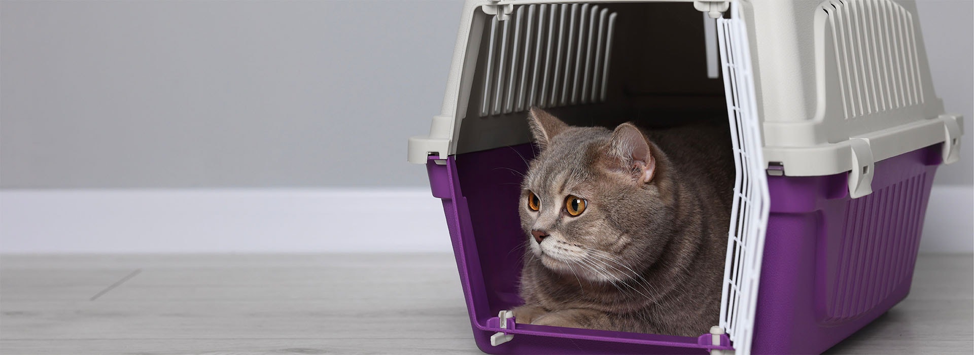 british shorthair cat sitting in a purple cat carrier