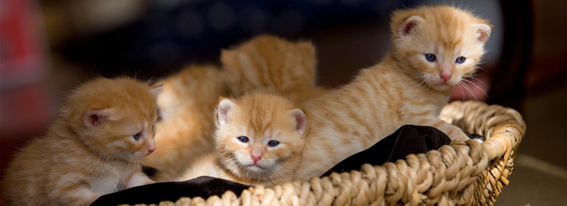 Nom de chat: trouvez le prénom parfait pour votre félin