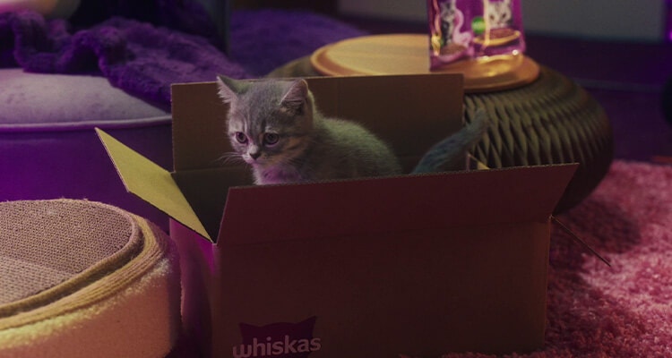 Accueillir un chaton