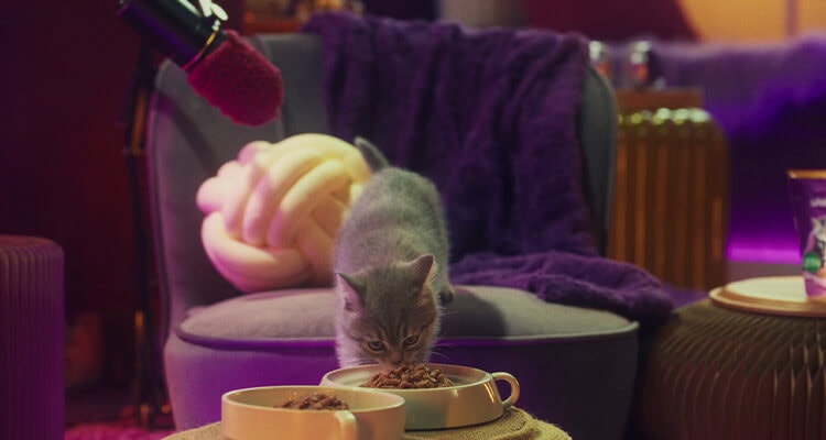 Le ronronnement du chat : Tout ce qu'il faut savoir