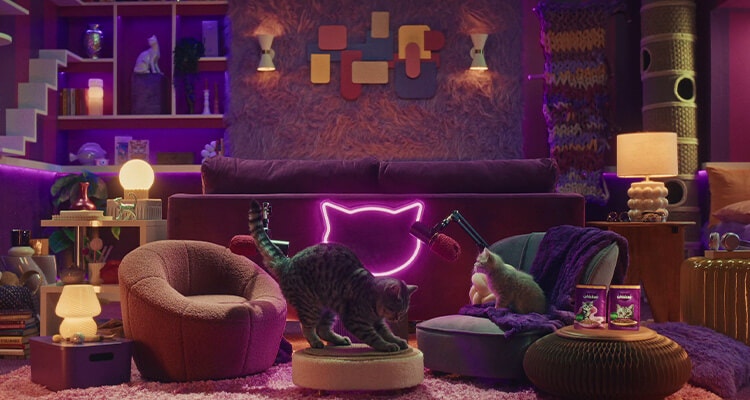 Que diable fait mon chaton ?