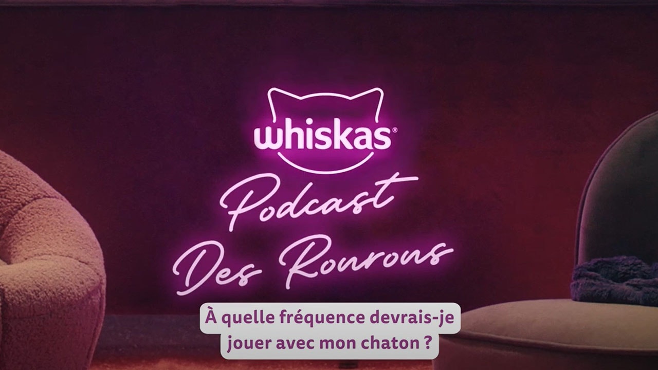 Jouer avec votre Chat - Comment partager de bons moments