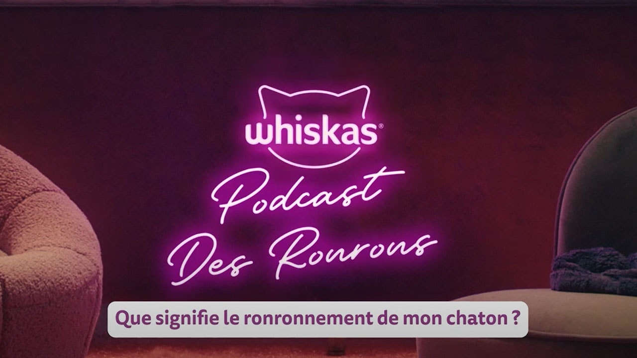 Le ronronnement du chat : Tout ce qu'il faut savoir