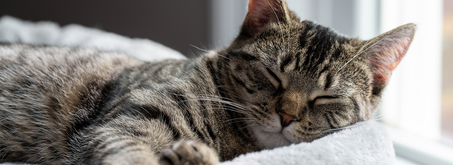 Chat tabby dormant dans un lit gris