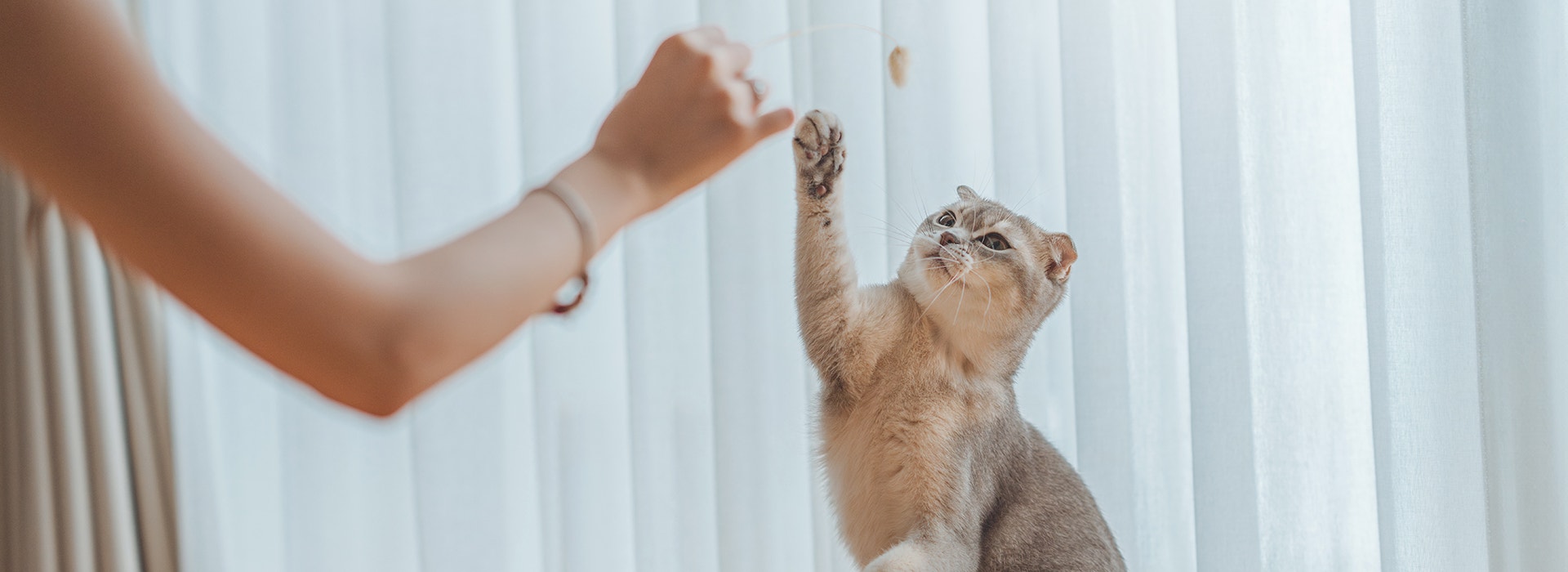 Chat brun clair assis sur le sol, levant la patte pour jouer avec un jouet tenu par une personne.