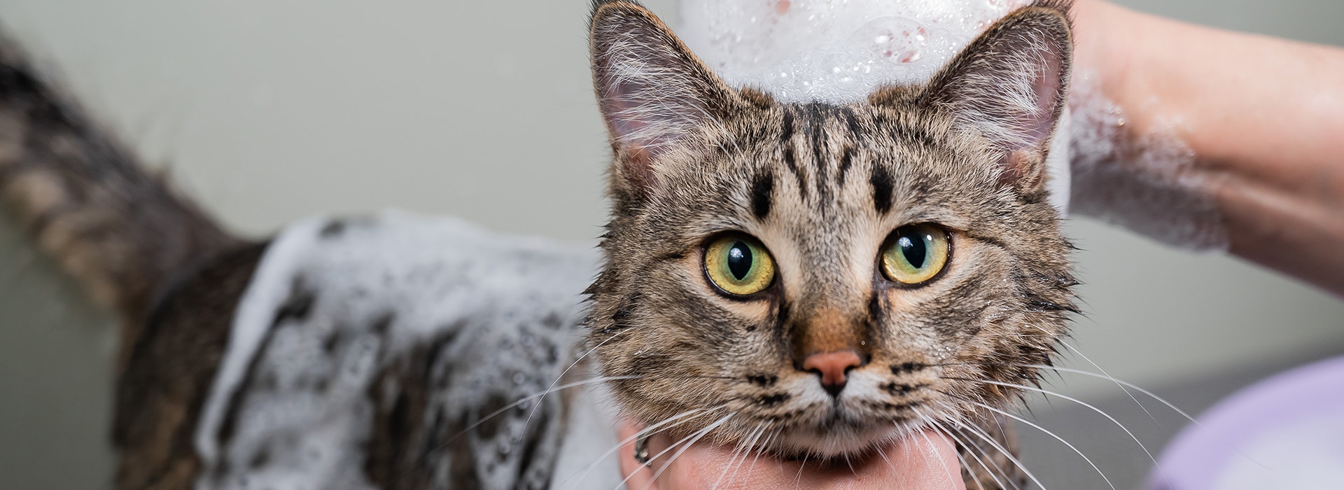 Chat tigré brun en train d’être lavé, recouvert de mousse de savon, tenu et lavé par une personne.