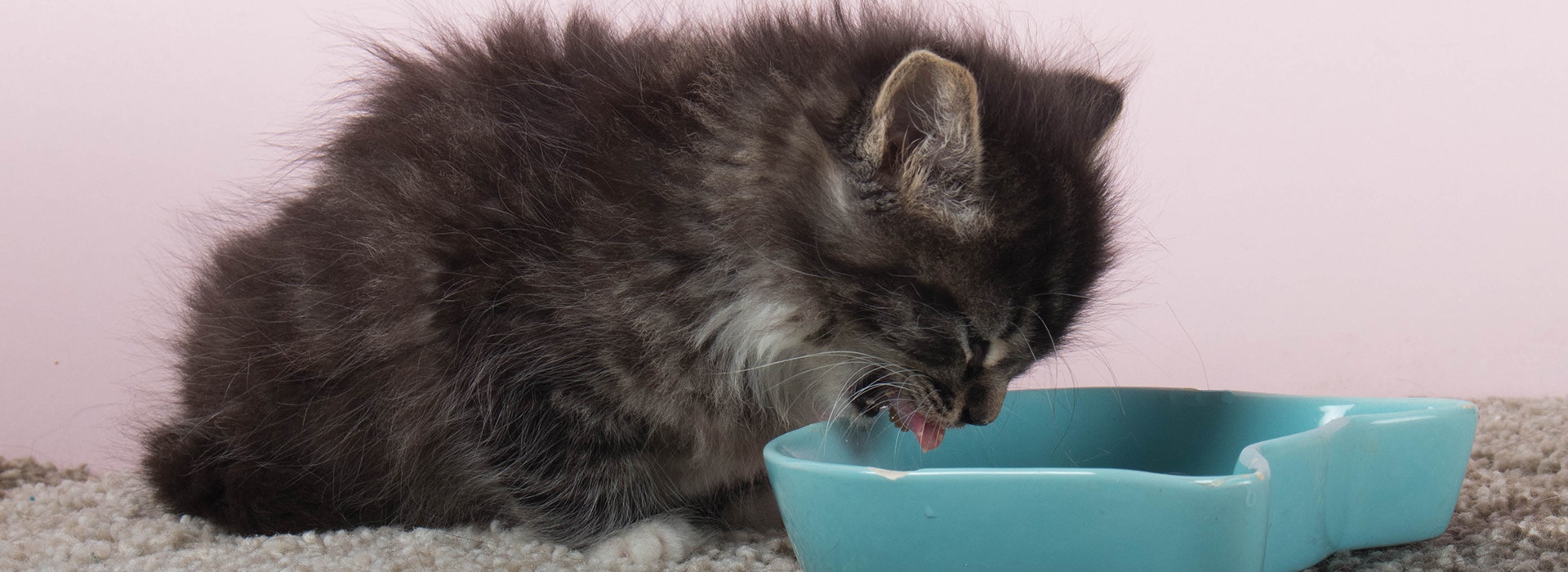 Chaton gris duveteux buvant du lait dans une gamelle bleue sur un tapis, avec un fond rose.