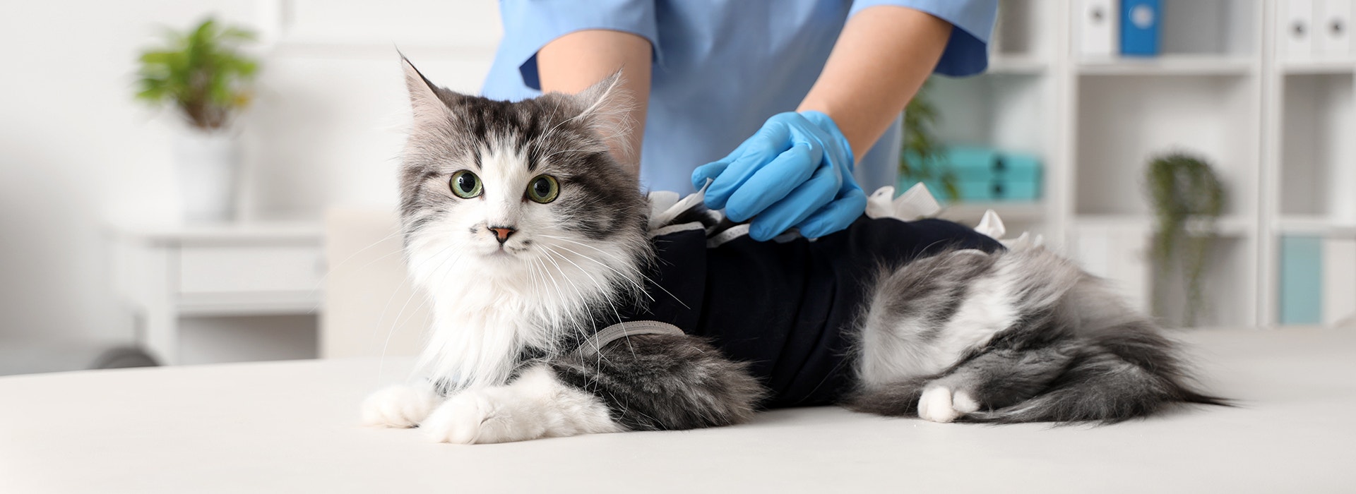 Chat à poils longs allongé sur une table d’examen pendant qu’un vétérinaire en blouse bleue et gants examine son dos.
