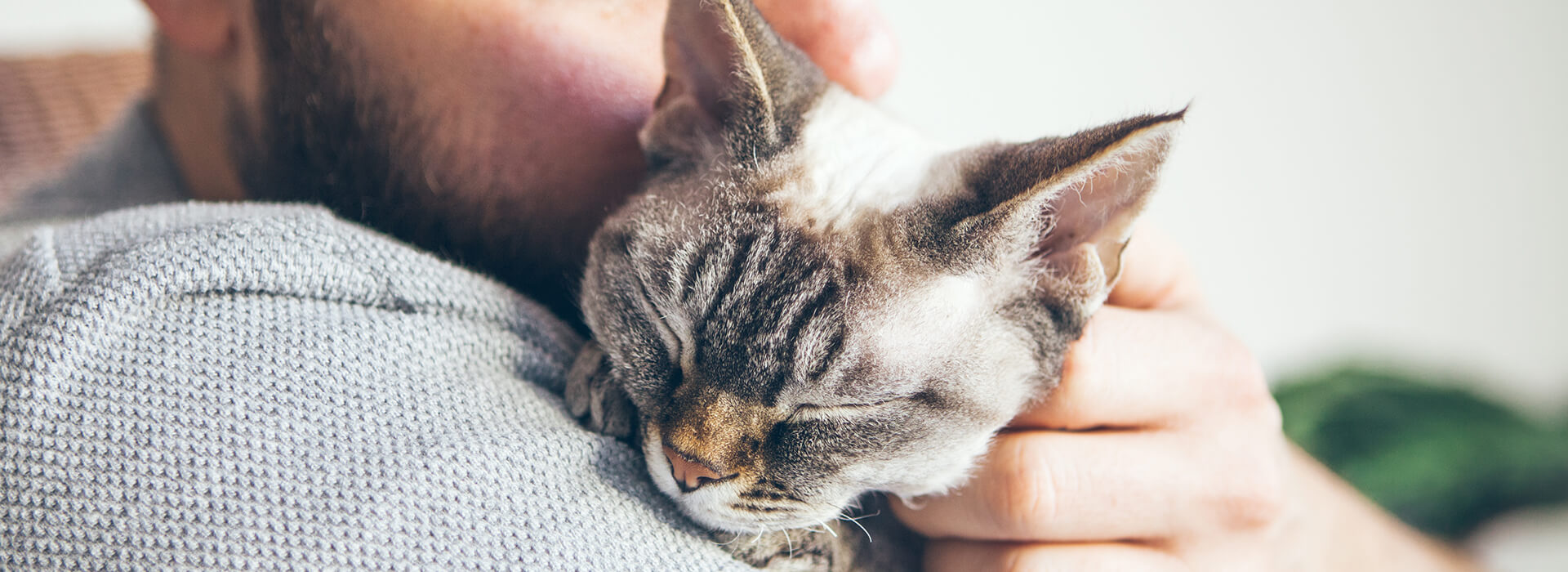 Accueillir un chat