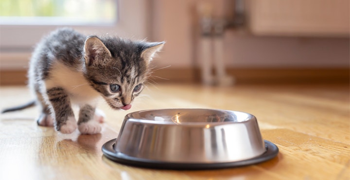 Chaton-alimentation-un-plaisir-sans-cesse-renouvele-pour-un-Chaton.jpg