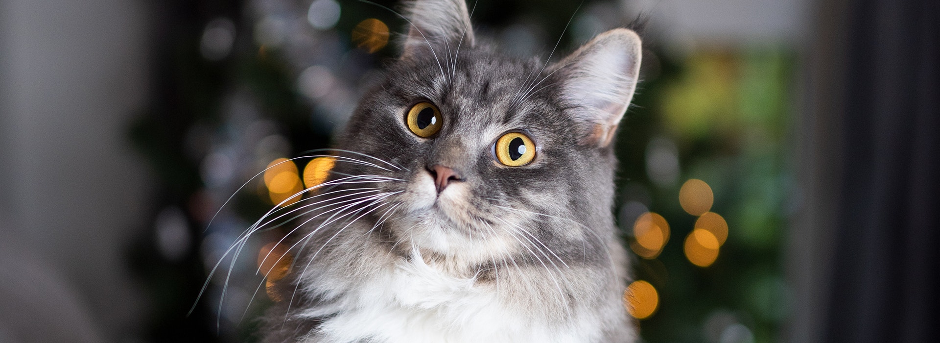 aliment-dangereux-pour-les-chats-noel-une-periode-a-risque.jpg
