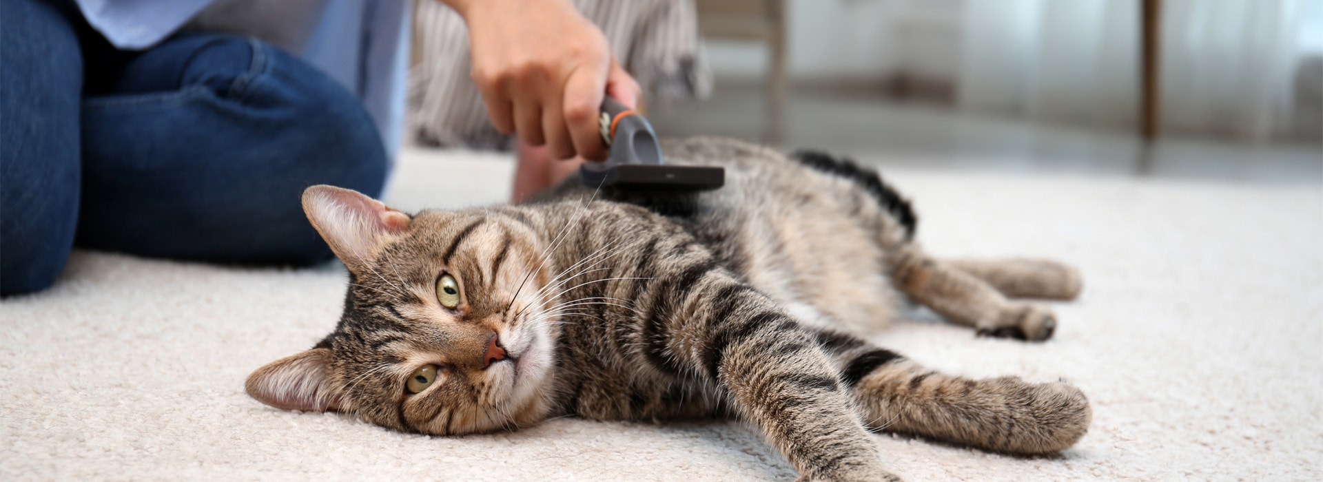 brosse-et-manucure-du-chat-la-trousse-de-soin-de-votre-chat.jpg