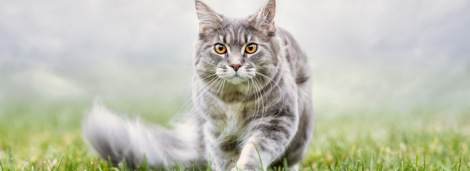chat-dinterieur-ou-dexterieur.jpg