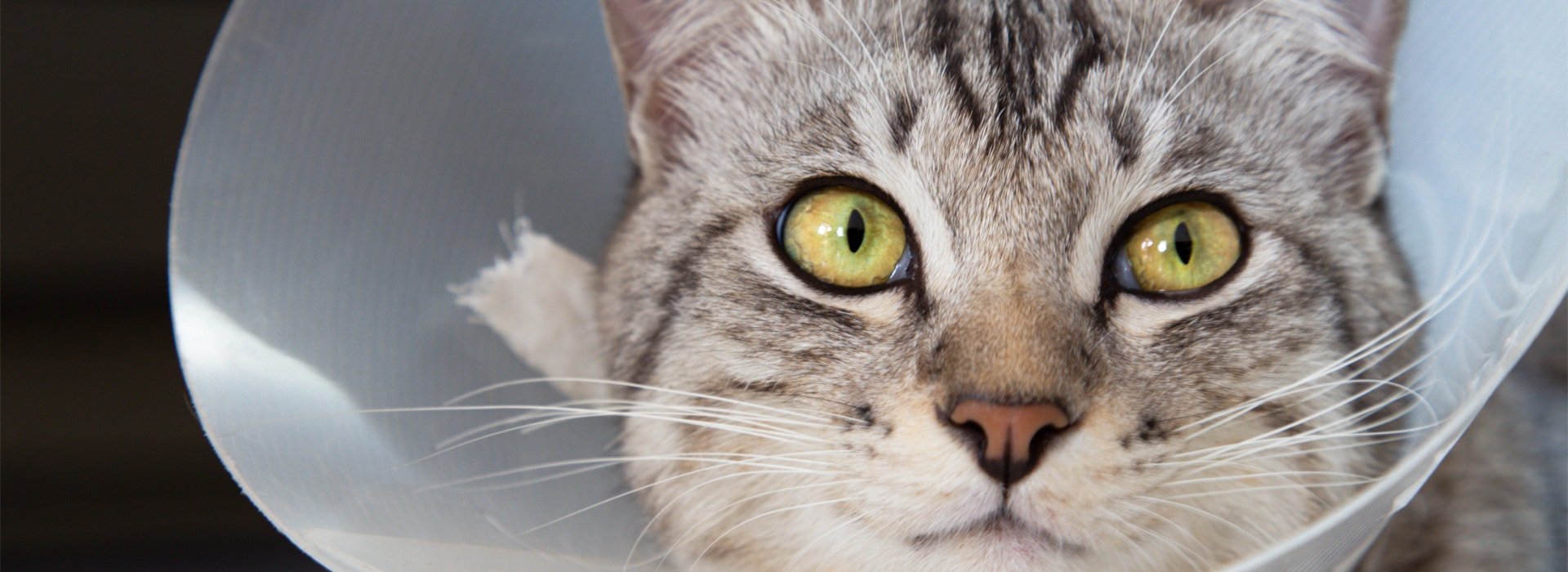 chat-sterilise-prendre-soin-de-votre-chat-apres-la-sterilisation.jpg
