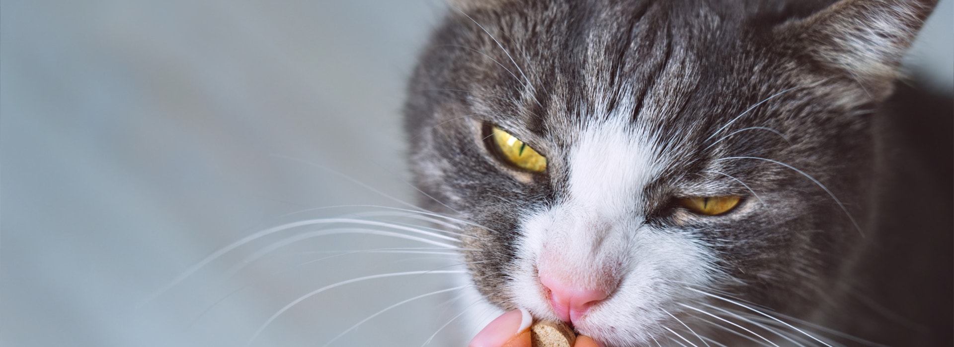 comment-administrer-un-medicament-a-mon-chat.jpg