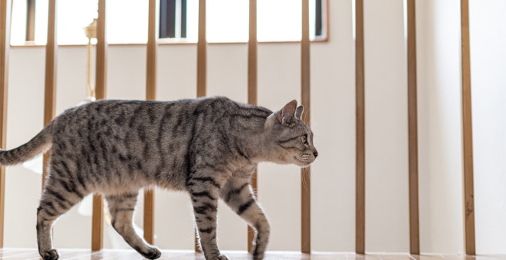 comportement-du-chat-comprendre-le-chat.jpg