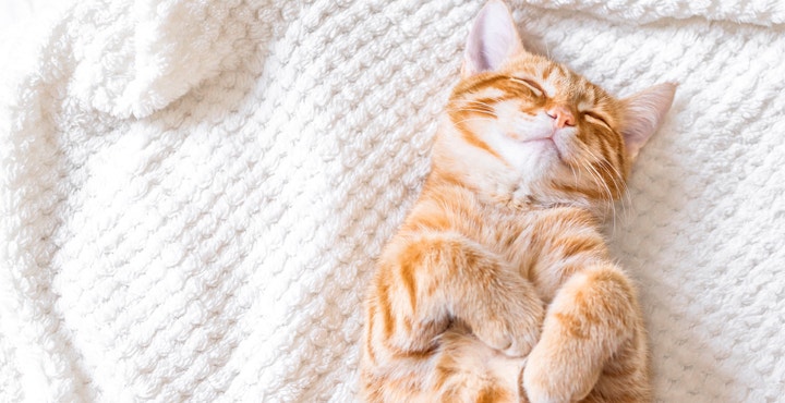 comprendre-le-sommeil-de-votre-chat.jpg