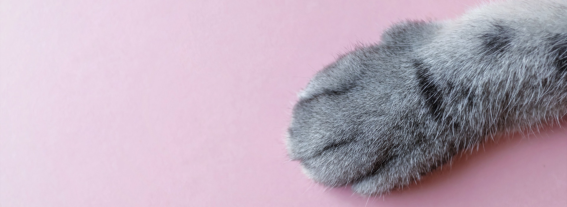 couper-les-griffes-du-Chaton-nos-conseils.jpg