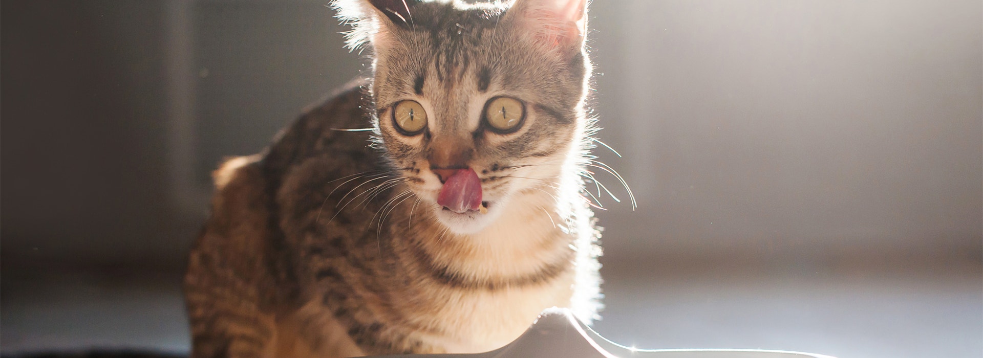 de-multiples-petits-repas-pour-votre-Chaton.jpg