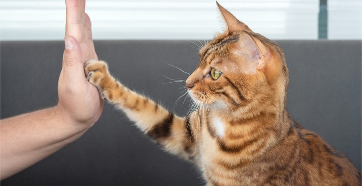 eduquer-son-chat-faire-obeir-votre-chat.jpg