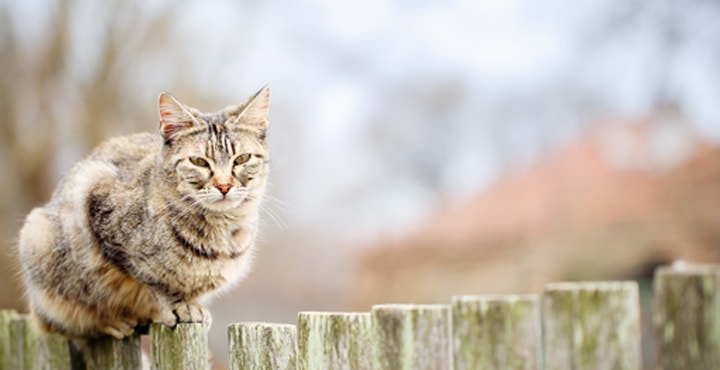 equilibriste-le-chat-pas-toujours.jpg