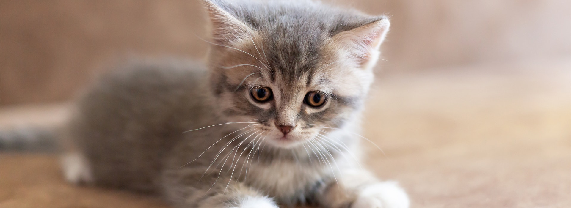 intoxication-Chaton-attention-au-poison-pour-les-Chaton.jpg