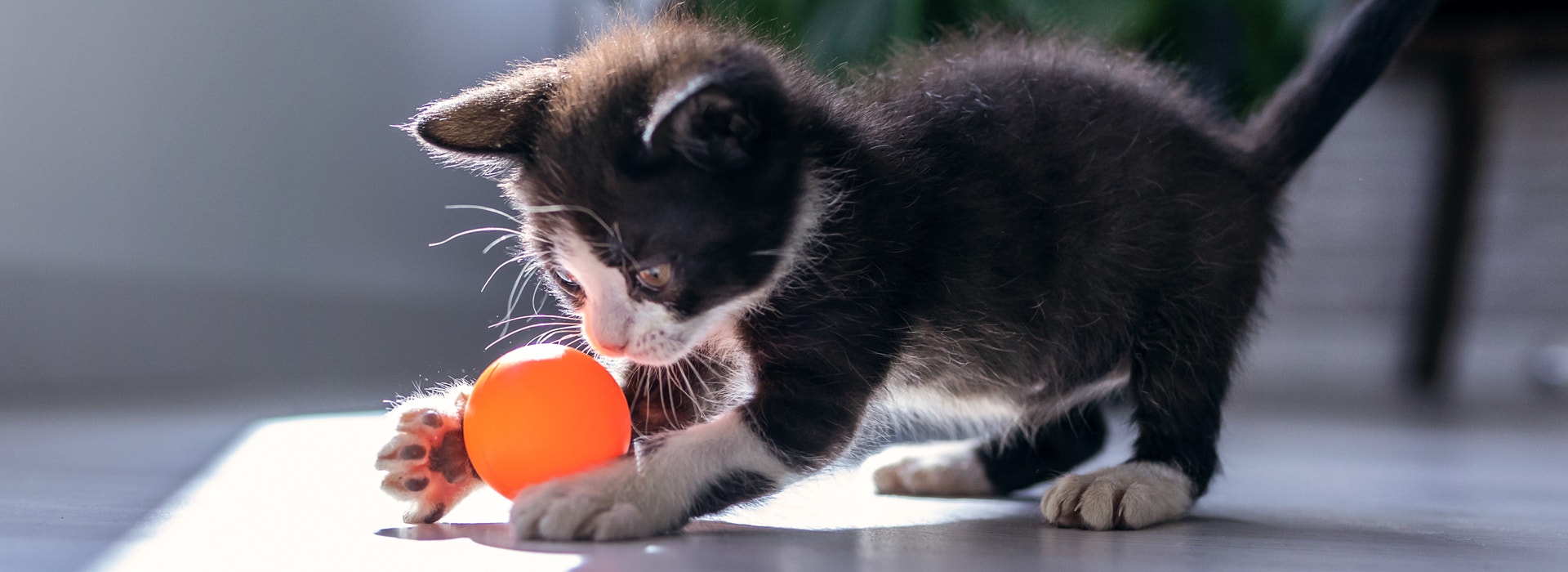 jeu-chat-le-jeu-lexercice-favori-de-votre-chat.jpg