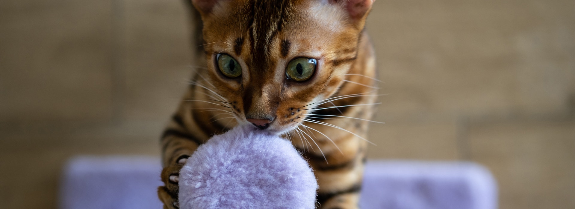 jeu-pour-chat-amenager-un-espace-de-jeu-pour-mon-chat.jpg