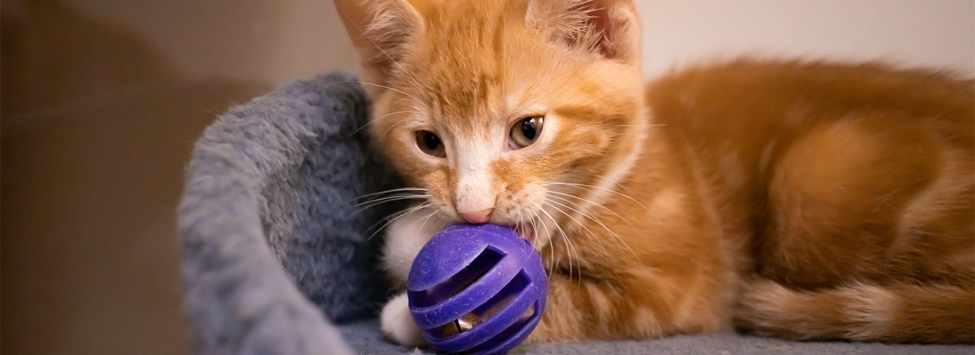 jeux-chat-quand-votre-chat-apprend-en-samusant-whiskas.jpg