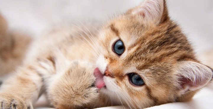 laver-un-Chaton-la-toilette-du-Chaton.jpg