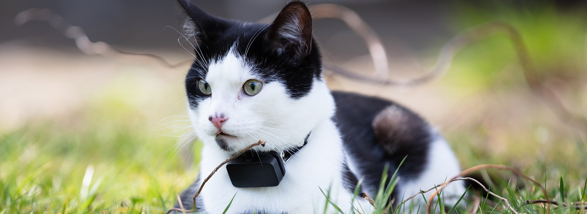 mon-chat-fugue-que-faire.jpg
