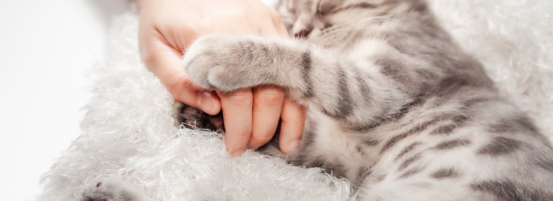 mon-chat-tete-comme-un-bebe-pourquoi.jpg