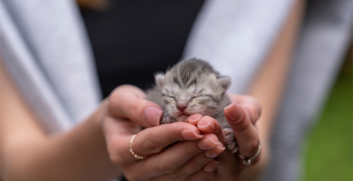 naissance-du-Chaton.jpg