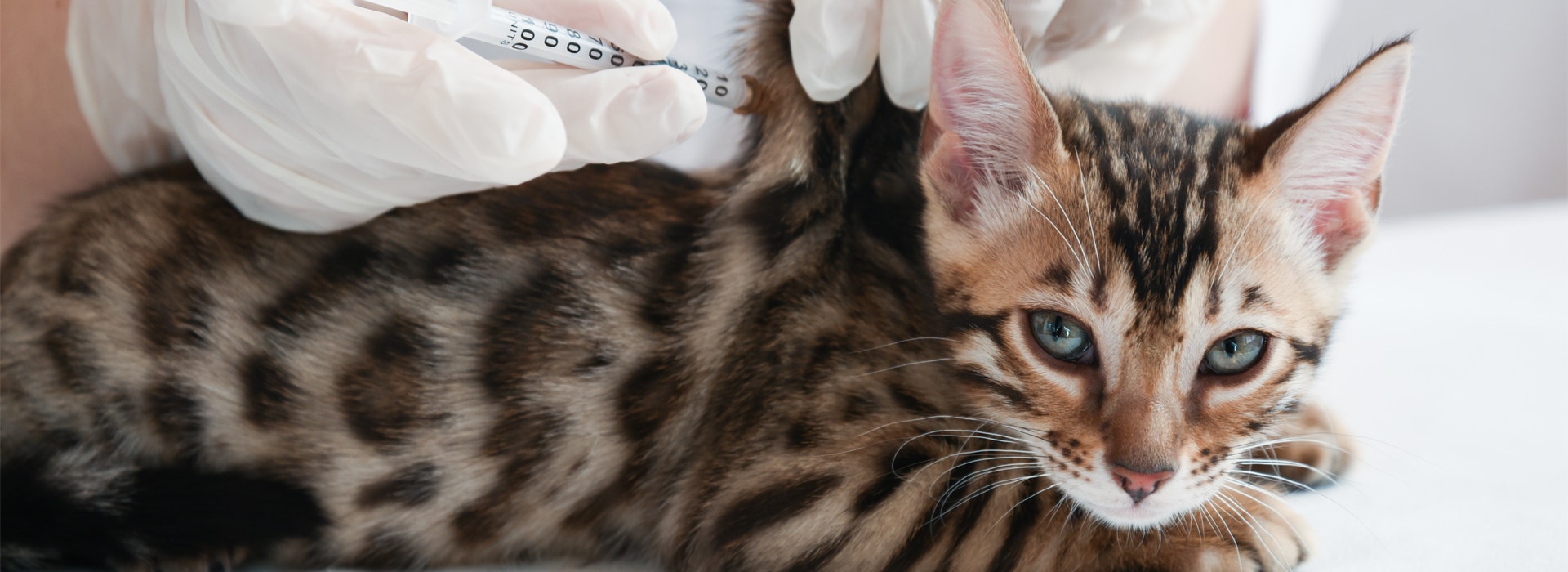 vacciner-votre-chat-soins-obligatoires-et-preventifs.jpg